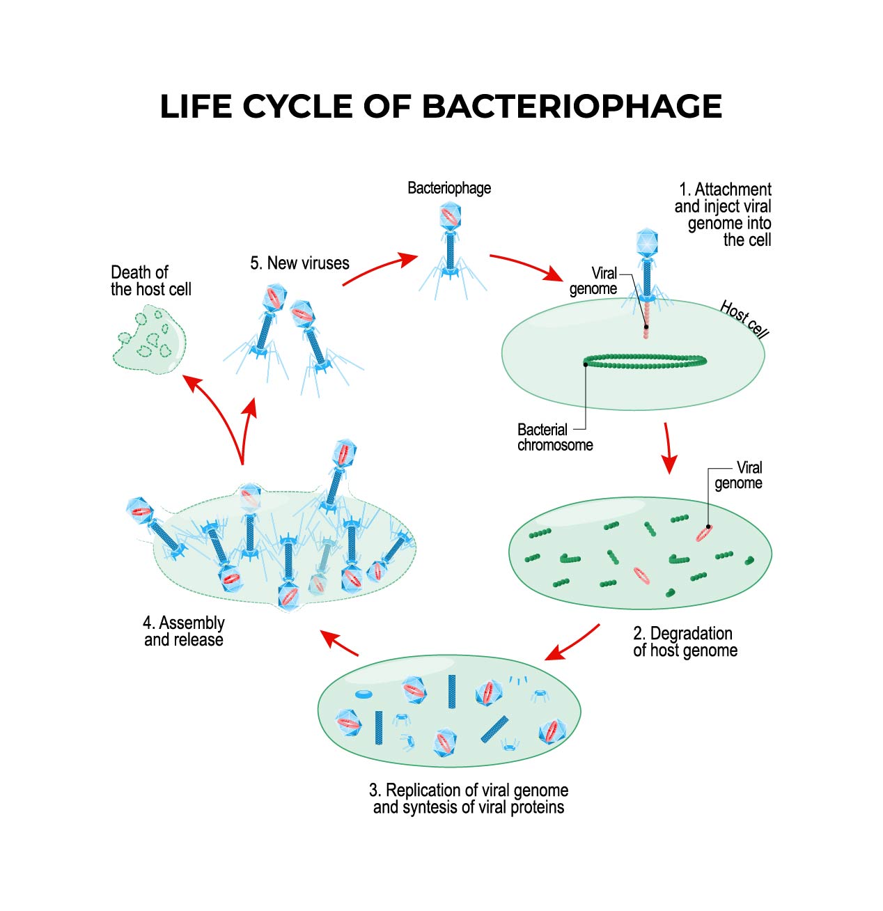 Life cycle of bacteriophage