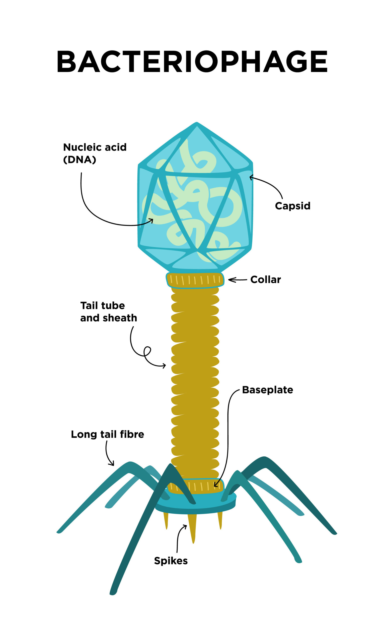 Bacteriophage Illustration